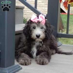 Samantha (medium), Sheepadoodle Puppy